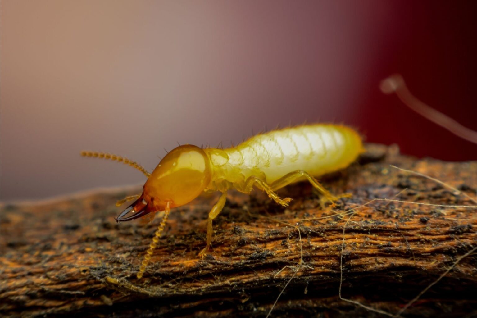 How to Identify Termites in Your Home - Serial Castle