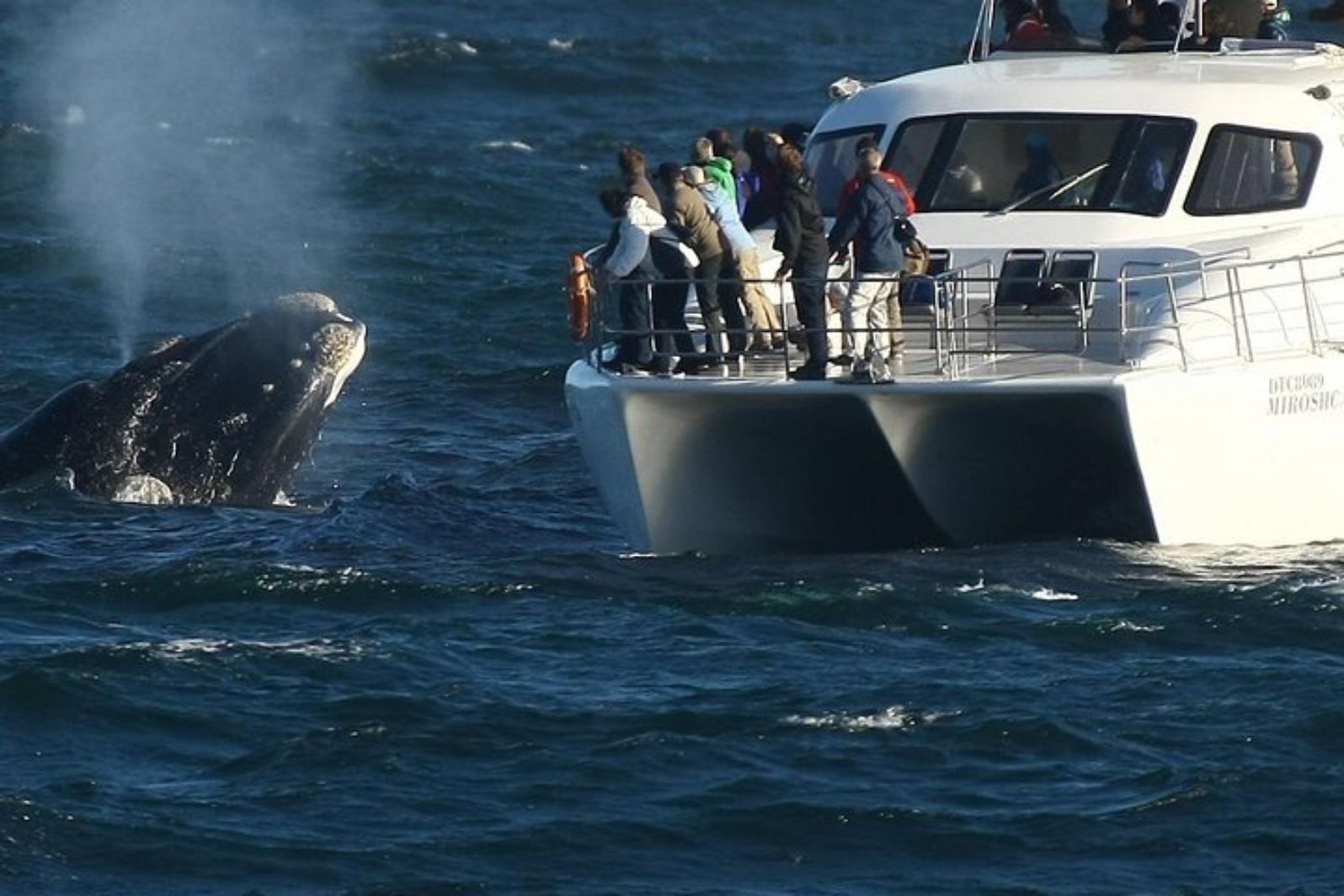 el último tour de avistamiento de ballenas a bordo del superrib 15 pasajero max